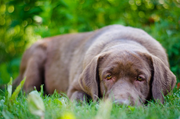 labrador
