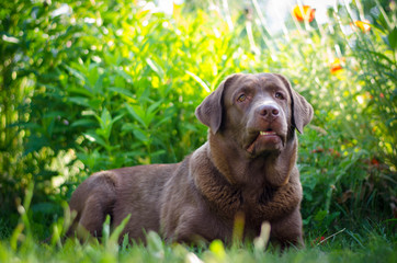 labrador