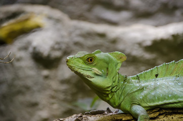 plumed basilisk lizard