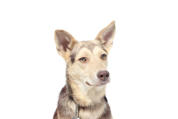 dog on a white background