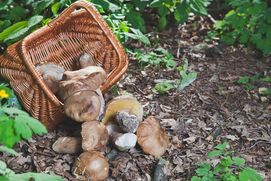 Harvested white mushrooms fallen out of a wicker basket