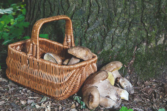 Dream of mushroom picker. Basket with porcini mushrooms.