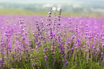 Fototapeta premium Nice lavender flowers, sunset time in Crimea