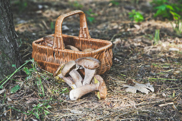 Group of white mushrooms near wicker basket in forest