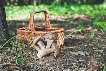 Group of white mushrooms near wicker basket in forest