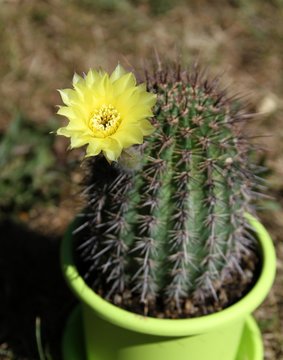 fleur de cactus jaune,echinopsis eyriesii hybrid
