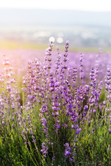Closeup picture of lavender flowers, sunset time in Crimea © _chupacabra_