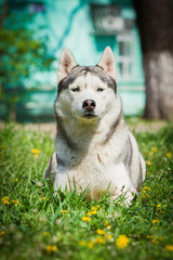 Dog. Portrait on the lawn in the urban environment. Portrait of Siberian Husky