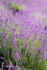 Fototapeta premium Closeup picture of purple lavender flowers