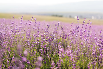 Purple fields of lavender flowers, sunset time in Crimea