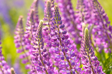 Lupinus, lupin, lupine field with pink purple and blue flowers