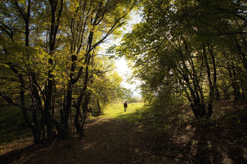 Fototapeta na wymiar autumn landscape forest