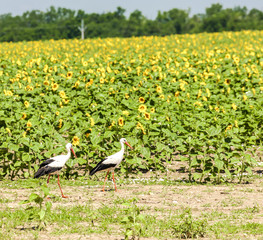 storks on sunflower field