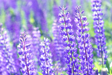 Lupinus, lupin, lupine field with pink purple and blue flowers