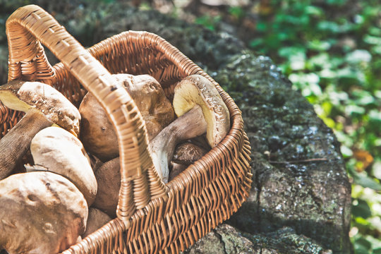 Forest idyll. Basket with mushrooms on a beautiful tree stump.