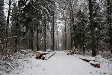 Landscape / Winter in the woods