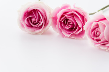 white and pink rose on white background