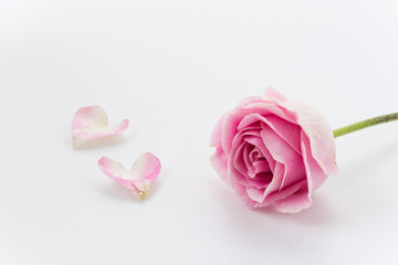 Fototapeta premium white and pink rose on white background