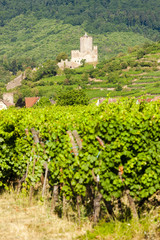 Fototapeta na wymiar castle Kaysersberg with vineyard, Alsace, France