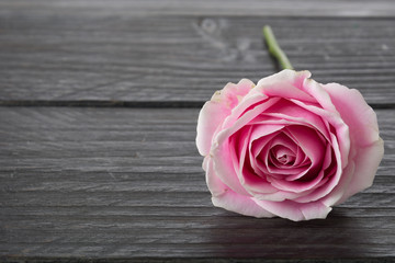 white and pink rose on wood background