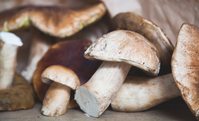 Forest harvest of white mushrooms