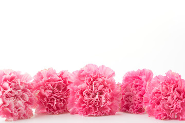Fototapeta premium pink carnations flower