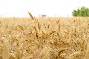 Campo di grano maturo, fuoco selettivo