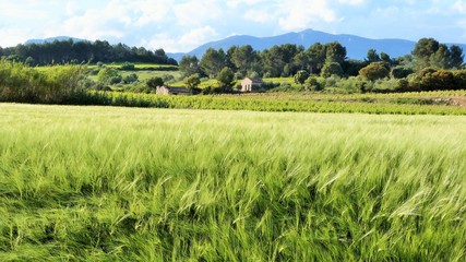 Fototapeta premium blés et vignes
