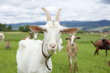 Goats family