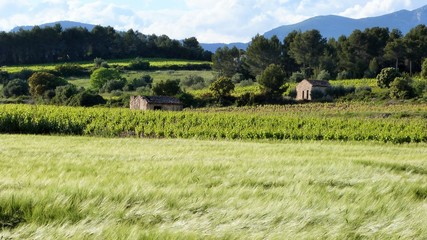 blés et vignes sous le vent © fjf69