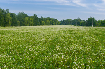 Obraz premium Field with blossoming buckwheat in central Ukraine
