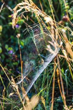 spider on its web on meadow