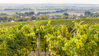 Fototapeta na wymiar vineyard near Unterretzbach, Lower Austria, Austria