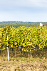 Fototapeta na wymiar autumnal vineyard near Hnanice, Southern Moravia, Czech Republic