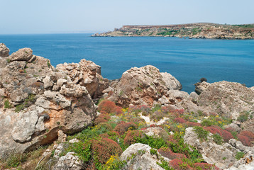 Fototapeta na wymiar Malta - Coast Garrigue Steppe