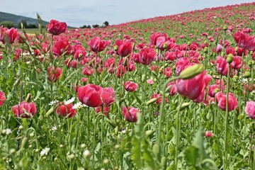 Schlafmohnblüte (Papaver somniferum) in Germerode am Meißner
