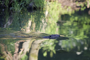 Beaver swims across the river