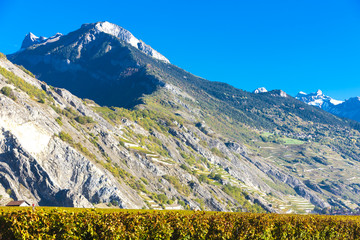 vineyards in Ardon region, canton Valais, Switzerland