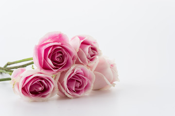 white and pink rose on white background