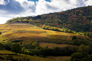 vineyards near Odenas, Beaujolais, Rhone-Alpes, France