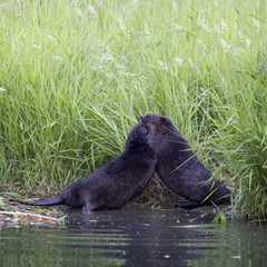 Two males  beaver are fighting