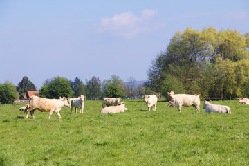Fototapeta premium Normandy cows on pasture