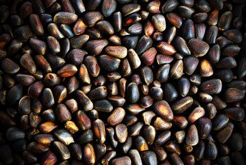 cedar pine nuts