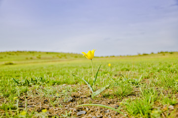Wild tulip in the steppe