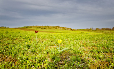 Wild tulip in the steppe