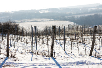 winter vineyard, Southern Moravia, Czech Republic
