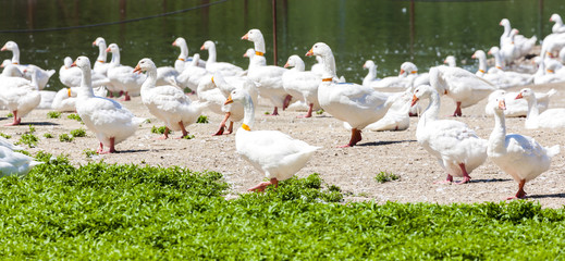 goose farm, Czech Republic