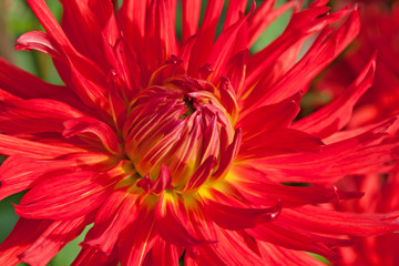 Dahlien