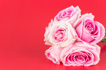 pink and white rose on red background