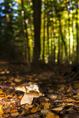 edible mushroom in forest